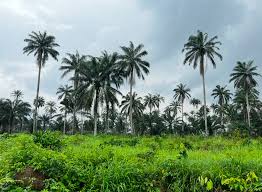 Land